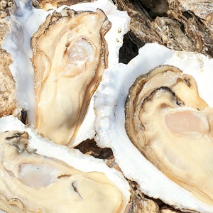 자연산 벚굴 제철 섬진강 바위 벗굴 대왕강굴