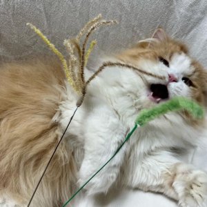 캐티맨 강아지풀 대 + 억새풀 대 묶음 기획 고양이장난감 고양이낚시대