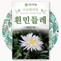 흰민들레 씨앗 100립 약용 식용 희귀 종자