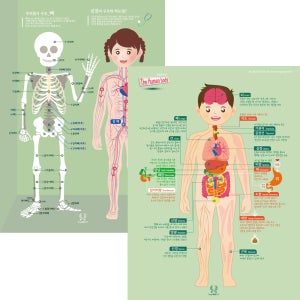 디자인완두 인체 2종 유아포스터 어린이 학습 벽보 아기 벽그림 완구