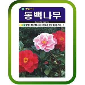 동백나무씨앗 50립 수목종자 아름답고 멋진 동백꽃씨 동백나무씨