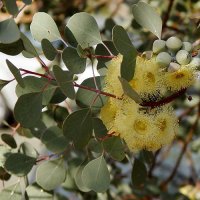 유칼립투스씨앗 (하트잎 웹스테리아나, Eucalyptus websteriana) (일반종) 20립