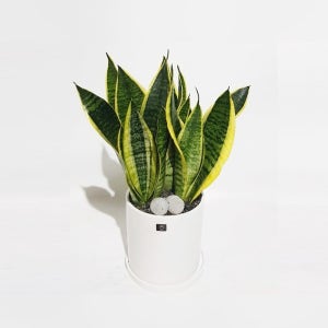 미니 산세베리아 사무실 자취방 애완식물 반려식물 축하 행사 공기정화(소형)