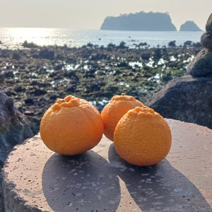 제주 자연의 맛 못난이 노지한라봉 5kg 10kg 가정용 벌크