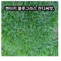 서양잔디 켄터키블루그라스 씨앗1kg 정원 공원 운동장 천연 잔디씨앗