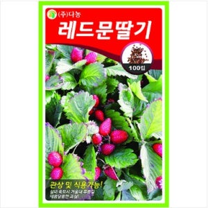 레드문딸기 씨앗 100립 씨앗 관상 및 식용