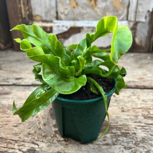 줄리보타닉 10cm 카네야슬릿팟 아스플레니움 안티쿰 허리케인 고사리 직수입식물