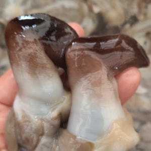 여수 자연산 새조개 담백한 급냉 생물 손질 새조개살 200g