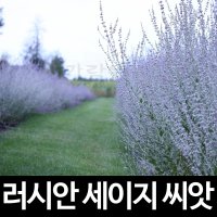 러시안 세이지 씨앗 허브 종자 향신료 꽃씨 판매 10알