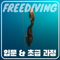 프리다이빙 강습 자격증 입문+초급 서울 잠실 수원 SSI1 교육