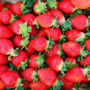 담양 죽향 와우 딸기 와우마을 고당도 프리미엄딸기 700g