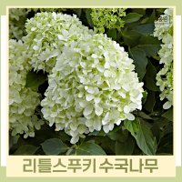 수국나무 묘목 유럽수국 리틀스푸키 4치포트묘 5개