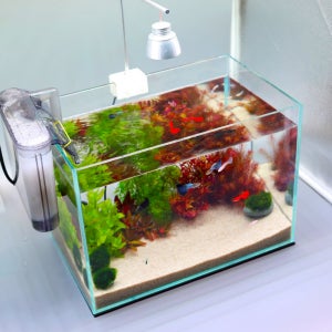 자연 수초 수족관 올디아망 어항세트 ( 프리미엄 )