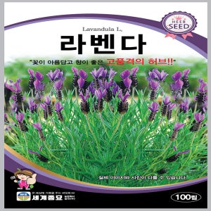 허브씨앗 허브씨 라벤더씨앗 종자 100립