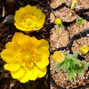 노란 복수초 10cm 포트묘 10개 이상 겨울 야생화 봄 들꽃 모종