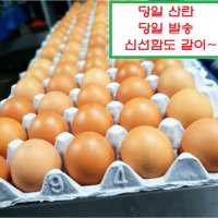 알부자집 무항생제 계란 90구