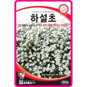 하설초 씨앗 / 500립 꽃씨 꽃씨몰 노지월동 야생화 봄꽃 여름 종자