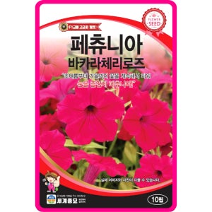 페츄니아 씨앗 / 10립 페튜니아 체리로즈 꽃씨 꽃씨몰 야생화 봄꽃 종자