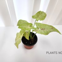 싱고니움 밀크컨페티 키우기쉬운식물 플랜테리어 식물초보 집들이선물 식물