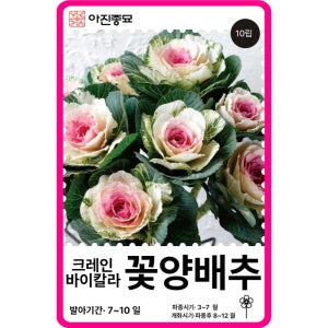꽃양배추 씨앗 크레인 바이칼라 / 10립 꽃씨 꽃씨몰 노지월동 야생화 봄꽃 종자 절화용
