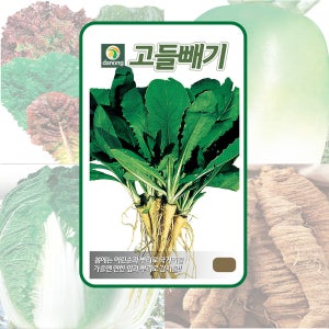 고들빼기 1g 어린순과 연한잎 뿌리로 김치 또는 국거리로 먹을수 있는 고들빼기 씨앗 다농