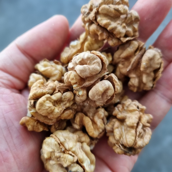 국산호두 햇 깐호두