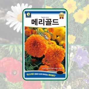 메리골드 100립 탐스러운 겹꽃이 오래 피어있는 꽃 씨앗 다농
