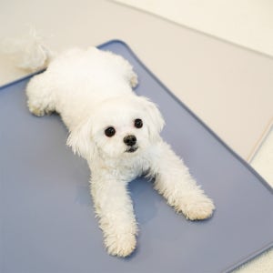 페디칼 논슬립 실리콘매트 강아지배변판 미끄럼방지