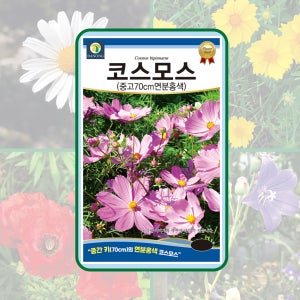 중간키 코스모스 (분홍색70cm) 100g(약1만립) 중간키의 연분홍색 코스모스 씨앗