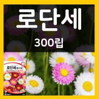 종이꽃씨 로단세씨 300립 종이꽃 씨앗 로단세 꽃 종자