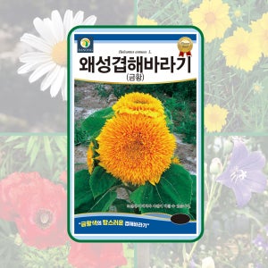 왜성겹해바라기 (금황) 200g(약6천립) 금황색의 탐스러운 겹해바라기 씨앗 다농