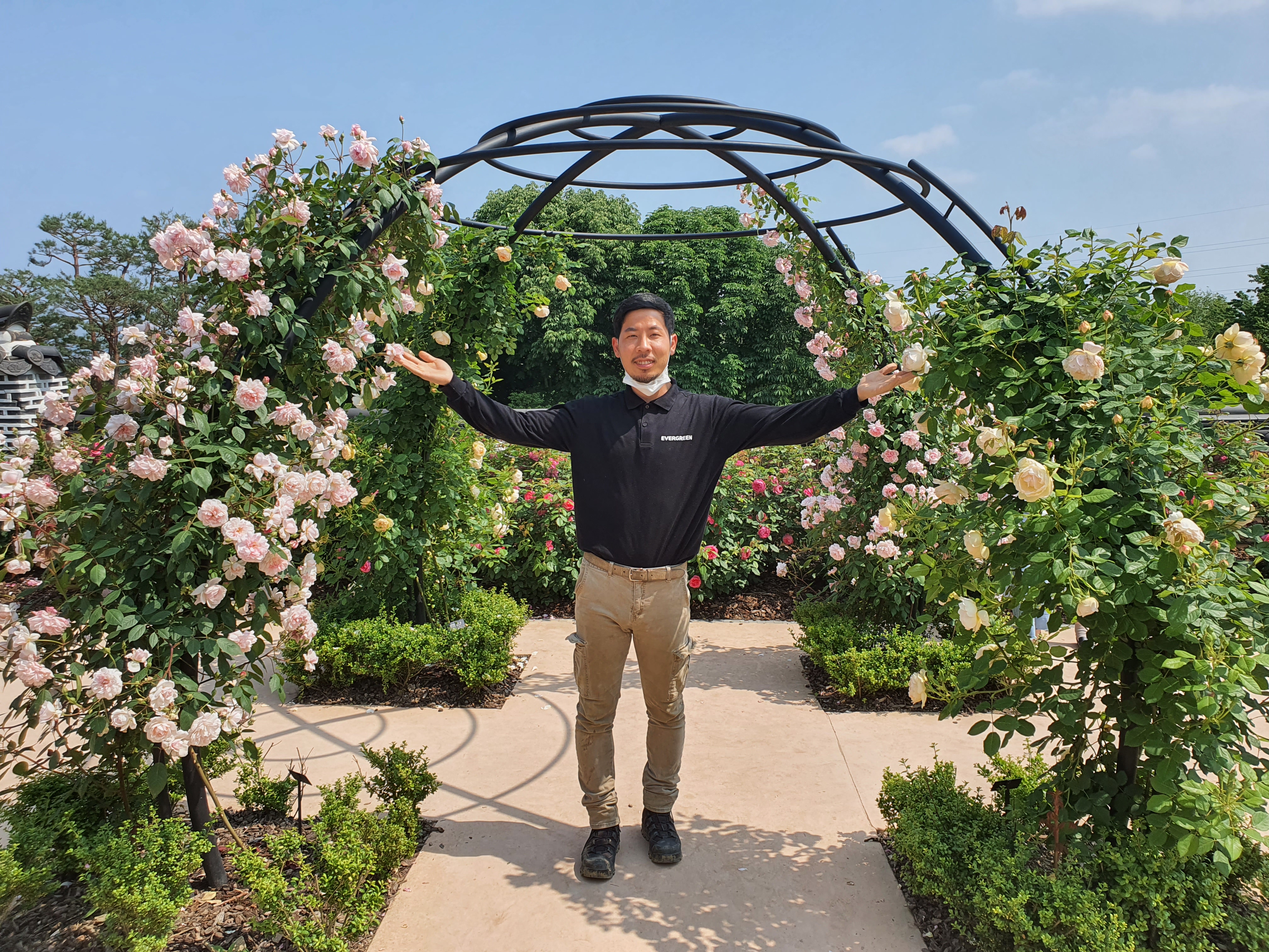 넝쿨장미 덩굴사계장미 독일장미 [개화주] 안젤라