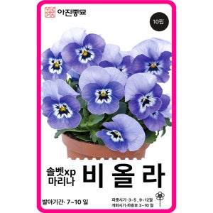 비올라 씨앗 솔벳 마리나 / 10립 비올라 팬지 꽃씨 꽃씨몰 봄꽃 종자
