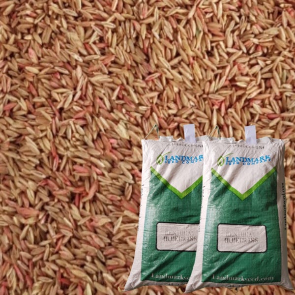켄터키블루그라스 1kg 마당 풀씨 잔디씨 잔디씨앗