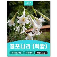 백합 철포나리 씨앗 20립