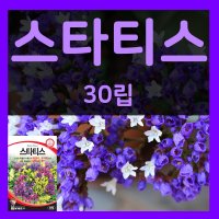 스타티스씨 30립 스타티스 씨앗 스타치스 꽃 종이꽃 씨