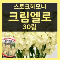 가을파종씨앗 비단향꽃무씨 9월 10월파종 크림엘로 30립 스토크씨