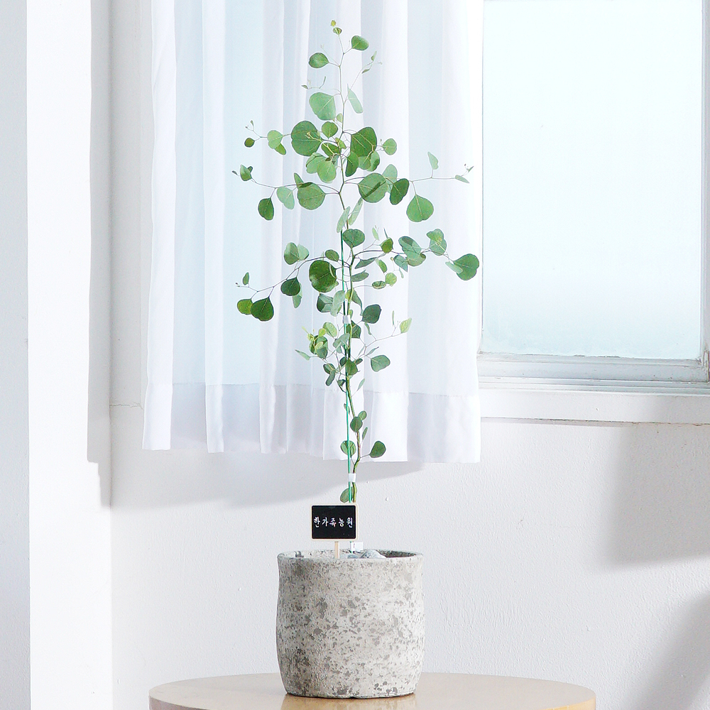 거실 실내화초 유칼립투스 폴리안 소형 반려 카페 식물 집들이 개업 플랜테리어