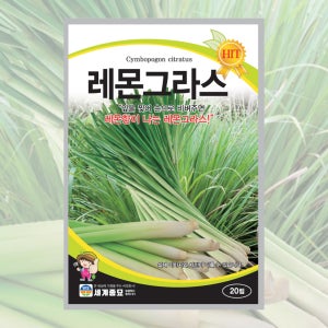 레몬그라스 씨앗 20립 26년포장 레몬향이 나는 레몬그라스종자