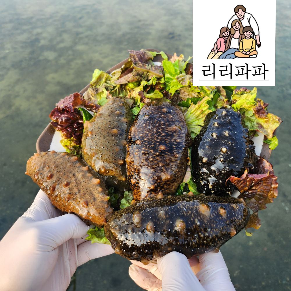 리리파파 해삼 500g 1kg