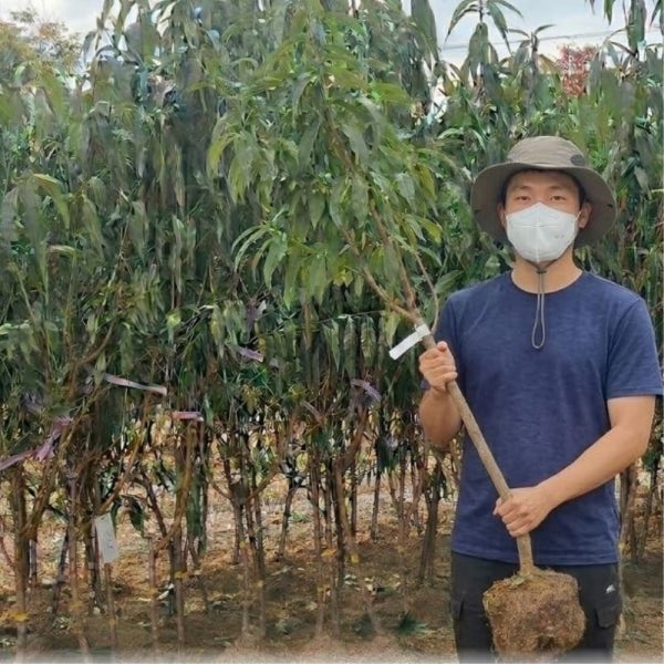 복숭아나무묘목 신비복숭아나무 3년