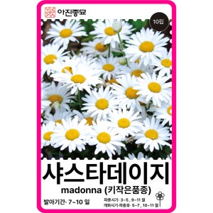 샤스타데이지 씨앗 마돈나 (키작은품종) 10립 / F1교배종 종자 꽃씨 몰 봄꽃씨 야생화