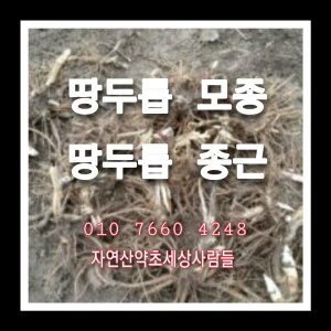 땅두릅 모종 3판 105구