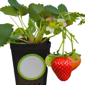 딸기 달린 딸기 키우기 세트 설향 모종 화분 키트 2주 수확