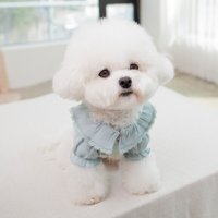 코코시앙 편안한 강아지 고양이 실내복 외출복 모모 티셔츠 (S-XL)