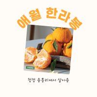 애월 용흥리 꿀 한라봉 5kg 소과 중과 농장 직배송