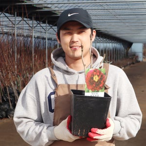 묵윤절윤 목단나무 묘목 모란 3-4지