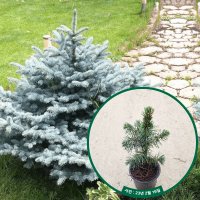 은청가문비 베이비블루 10.5cm포트 - 크리스마스트리 가문비나무묘목 조경수정원수 침엽수