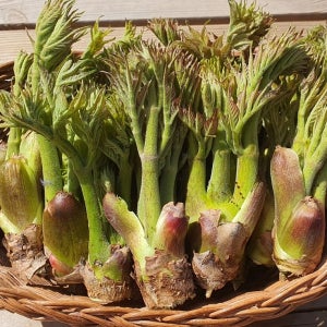 (예약)2026 자연산 두릅 참두릅 첫순 산두릅 산약초팜 직영 1kg, 1개