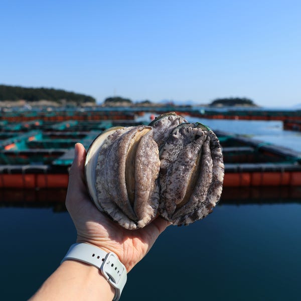 전복파머스 청산도 완도 전복 1kg 크기별 6-40미 꼬마 대왕 특대 생산자 산지직송